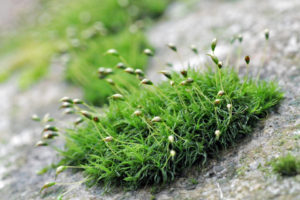 チヂミバコブゴケ